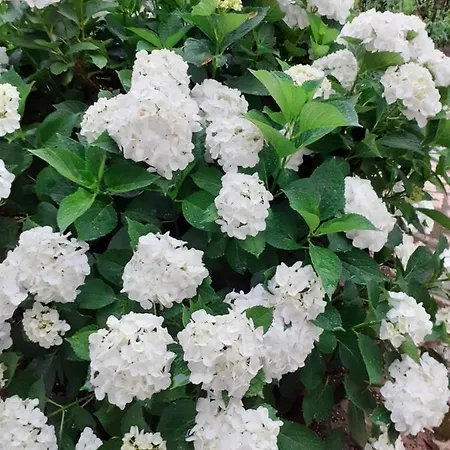 Bed and Breakfast Villateresa 4*