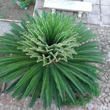 Bed and Breakfast Villateresa Boscotrecase