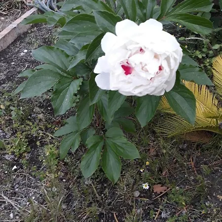 Bed and Breakfast Villateresa