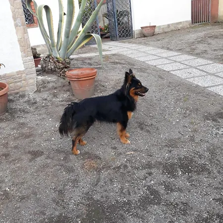 Villateresa 4* Boscotrecase